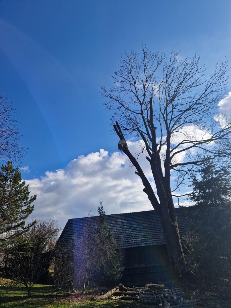 kácení 200 let starého Jasanu Český těšín